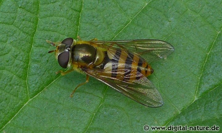Gelbhaarige Wiesenschwebfliege Epistrophe melanostoma