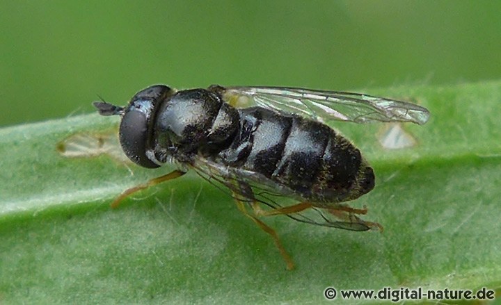 Paragus cf. haemorrhous