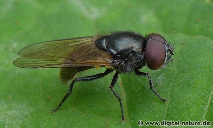Gelbflügel-Erzschwebfliege Cheilosia impressa