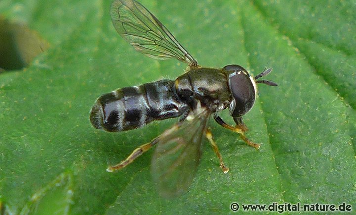 Schwebfliege Paragus pecchiolii