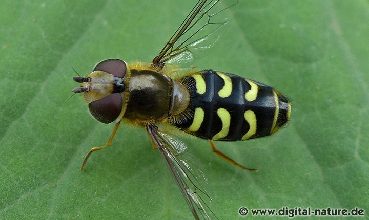 Frühe Großstirnschwebfliege Scaeva selenitica
