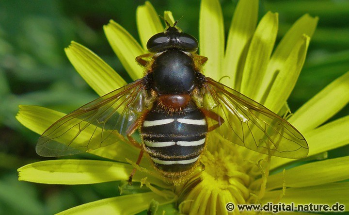 Weißband-Torfschwebfliege Sericomyia lappona