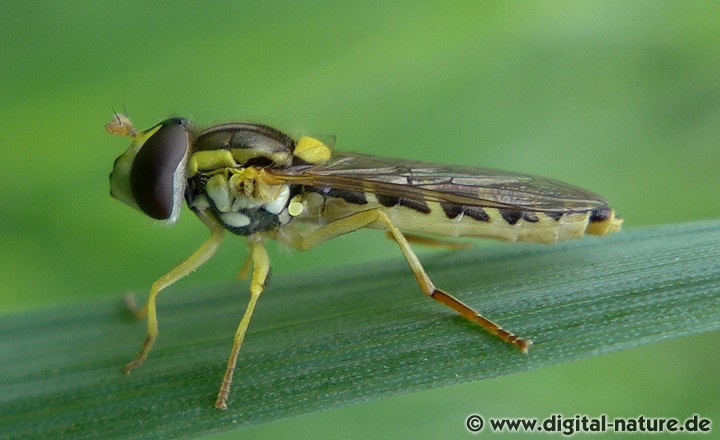 Schwebfliegen Gattung Sphaerophoria