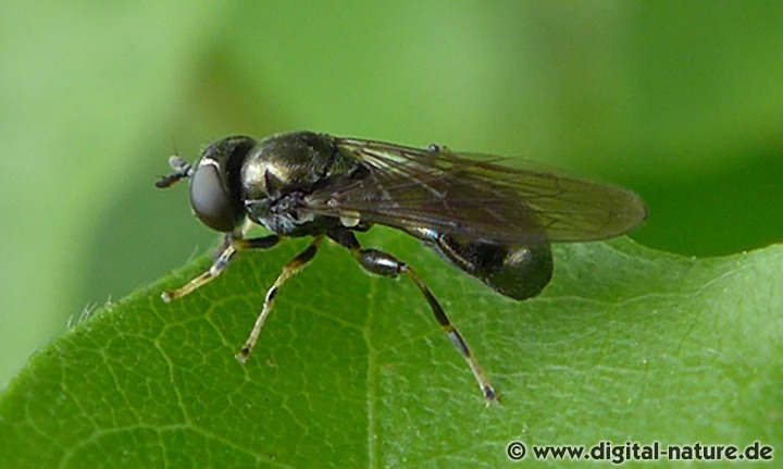 Schwebfliege Neoascia cf. tenur