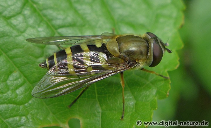 Behaarte Schwebfliege Syrphus torvus