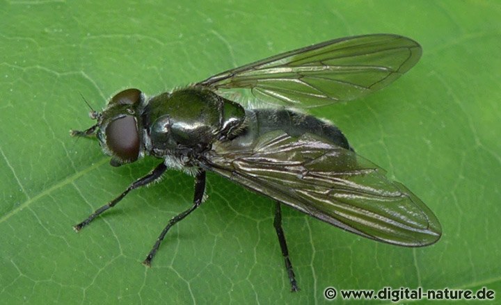 Gemeine Erzschwebfliege Cheilosia variabilis