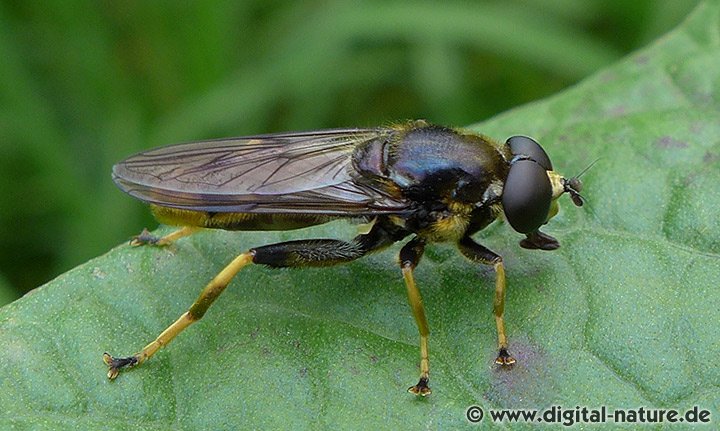 Goldhaar-Langbauchschwebfliege Xylota sylvarum