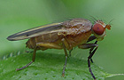 Pherbellia albocostata