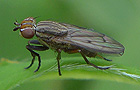 Pherbellia cinerella