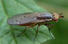 Hydromya dorsalis
