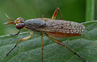 Dichetophora obliterata