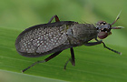 Melierte Schneckenfliege