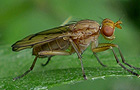 Hornfliegen