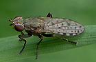 Pherbellia schoenherri