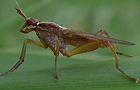 Sepedon spinipes