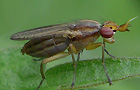 Limnia unguicornis