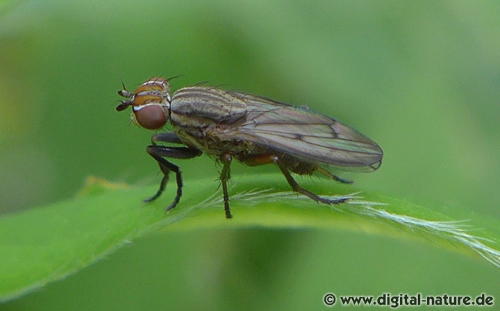 Pherbellia cinerella findet man im Uferbereich von Gewässern