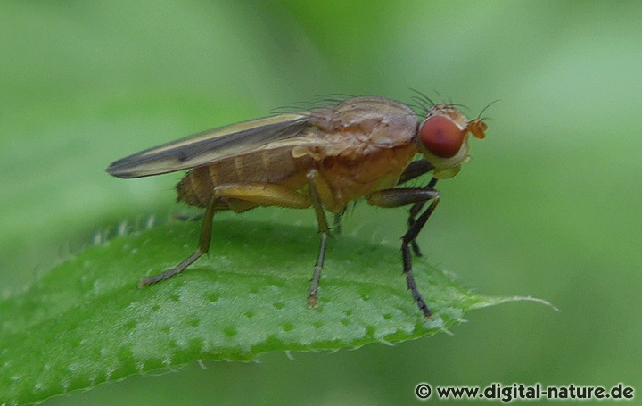 Pherbellia albocostata bevorzugt feuchte und geschlossene Lebensräume