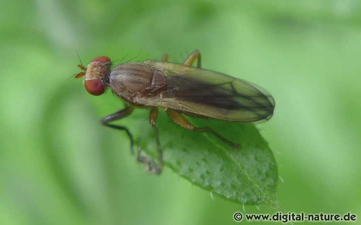 Pherbellia albocostata Weibchen legen ihre Eier an Schnecken