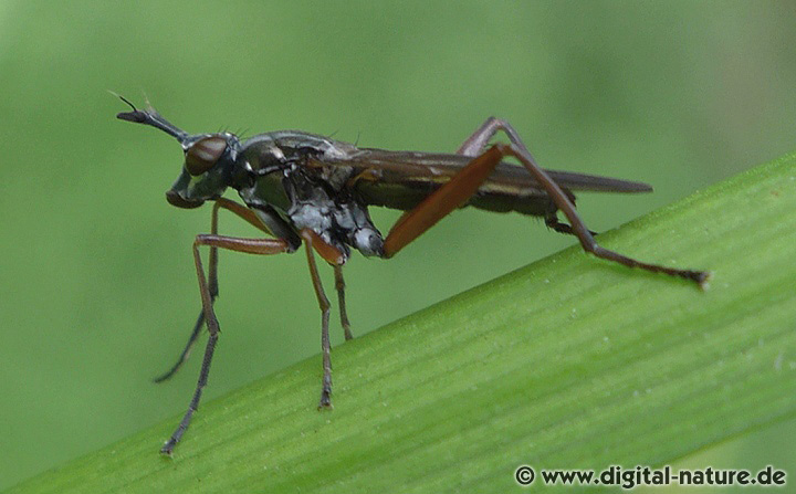 Sepedon sphegea findet man auf Feuchtwiesen oder im Sumpf-Biotop