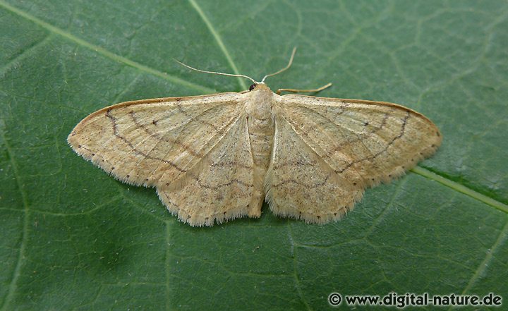 Idaea aversata f. remutata