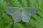 Hemithea aestivaria
