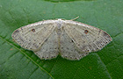 Cyclophora albipunctata