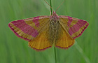 Lythria cruentaria