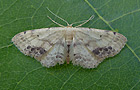 Idaea dimidiata