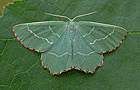 Thalera fimbrialis