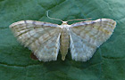 Idaea fuscovenosa