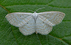 Scopula immutata