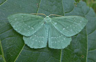 Geometra papilionaria