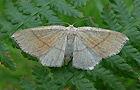 Cyclophora punctaria