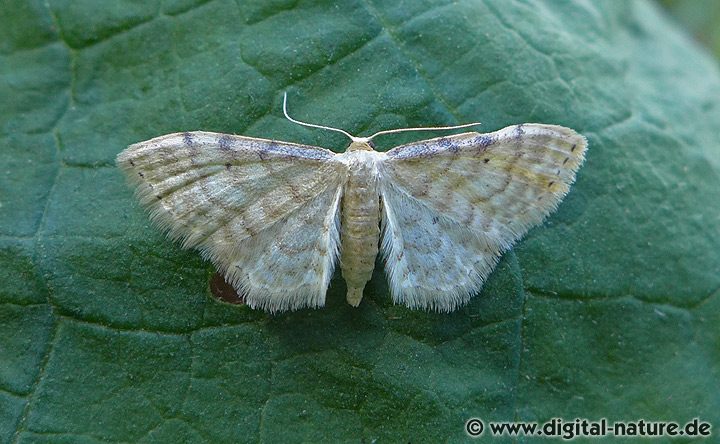 Graurandiger Zwergspanner Idaea fuscovenosa