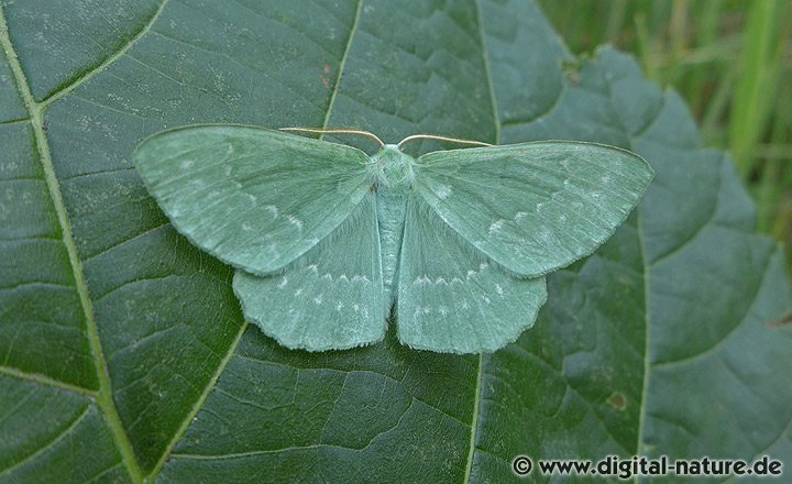Grünes Blatt Geometra papilionaria