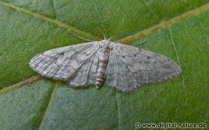 Kulturfolger: Grauer Zwergspanner (Idaea seriata)