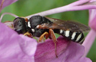 Lestica alata