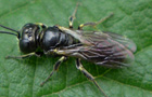 Lindenius albilabris