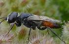 Astata spec.