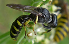 Ectemnius cf. borealis