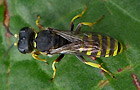 Ectemnius cavifrons