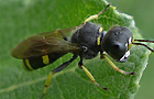 Ectemnius continuus