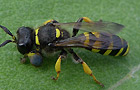 Crabro cribrarius