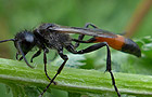 Podalonia hirsuta