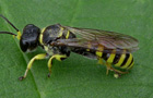 Ectemnius cf. lapidarius