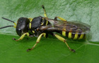 Breite Fliegengrabwespe