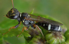 Mellinus crabroneus