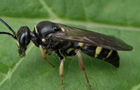 Argogorytes mystaceus