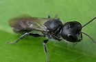 Pemphredon